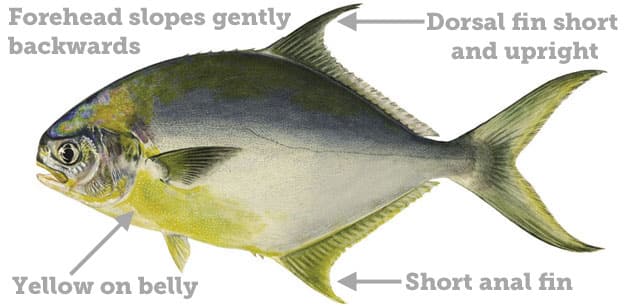 Fish Rules - Pompano in FL State Waters