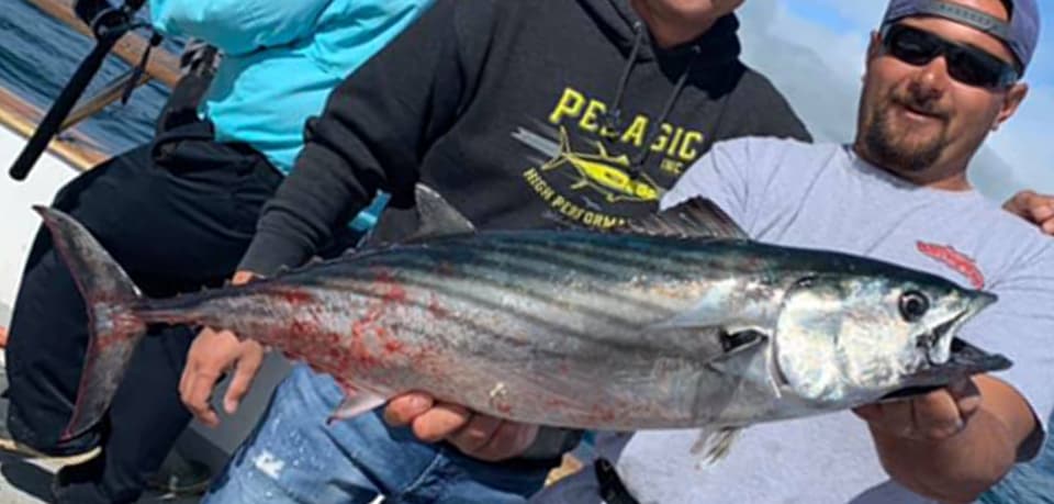 Fish Rules - Bonito, Pacific in CA State Waters
