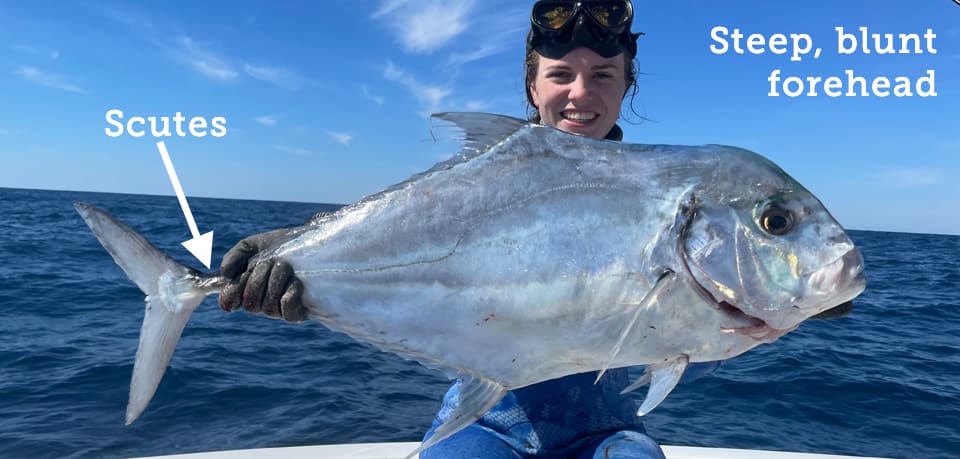 Fish Rules Pompano African In FL State Waters