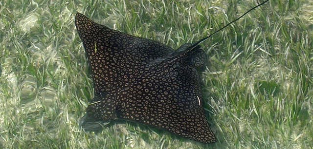Ray, Spotted Eagle