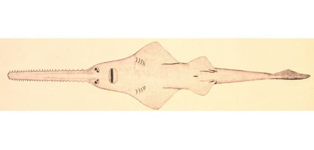 Sawfish (all species)