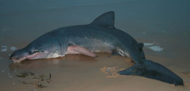 Shark, Basking