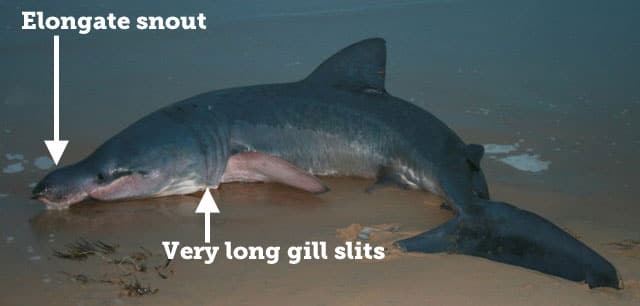 Shark, Basking