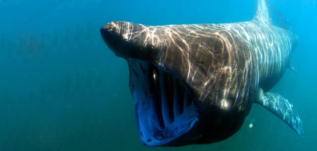 Shark, Basking