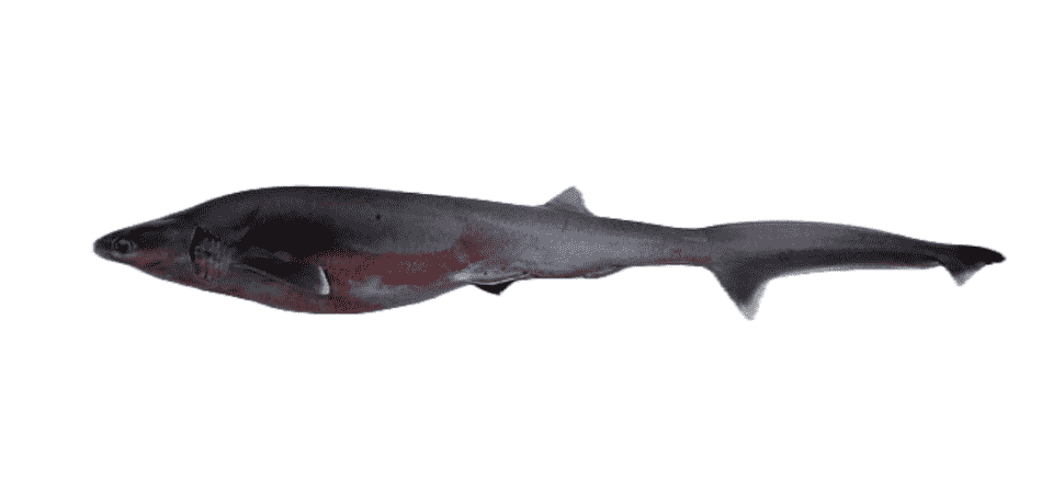 Shark, Bigeye Sixgill
