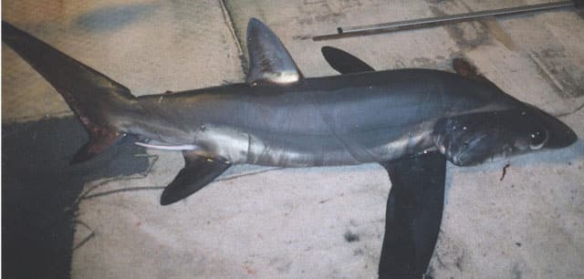 Shark, Bigeye Thresher