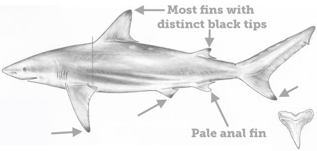Shark, Blacktip