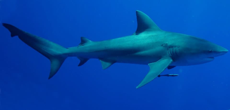 Fish Rules - Shark, Bull in FL State Waters