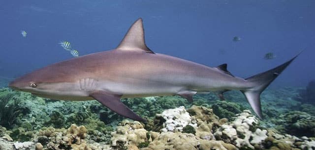 Shark, Caribbean Reef