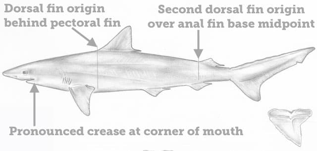 Shark, Caribbean Sharpnose