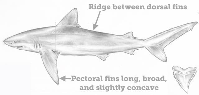 Shark, Galapagos