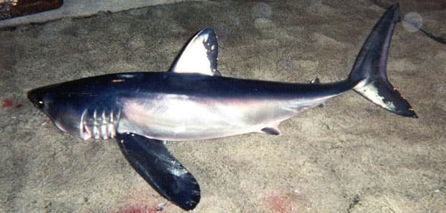 Fish Rules - Shark, Longfin Mako in FL State Waters