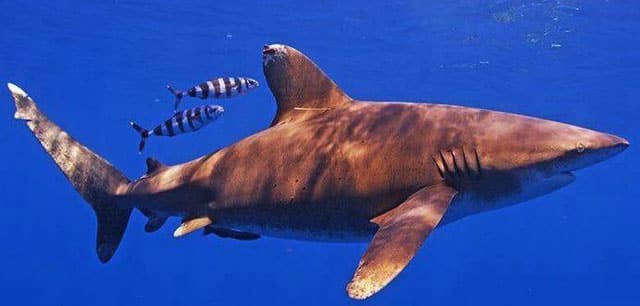 Shark, Oceanic Whitetip