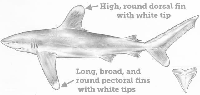 Shark, Oceanic Whitetip