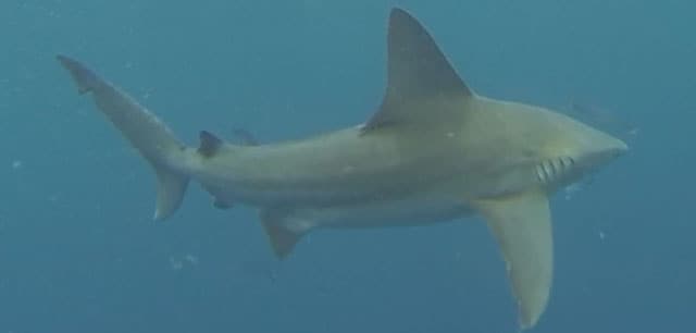 Shark, Sandbar