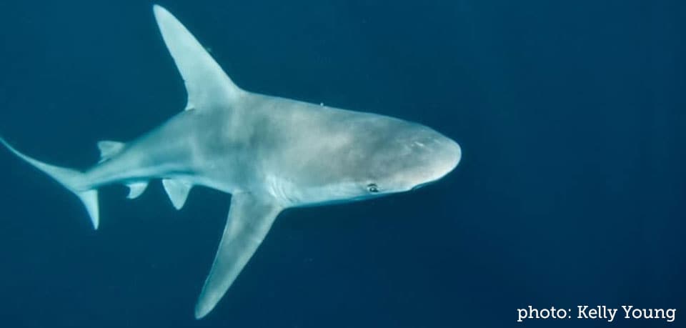 Shark, Sandbar