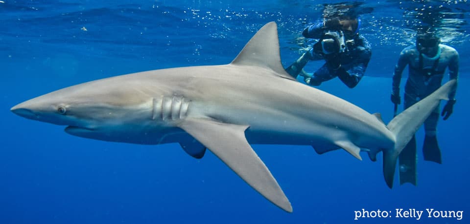 Shark, Silky