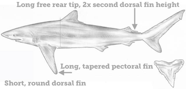 Fish Rules - Shark, Silky in Delaware State Waters