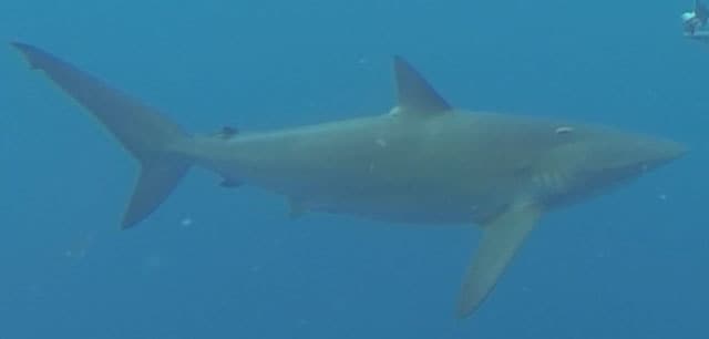 Shark, Silky