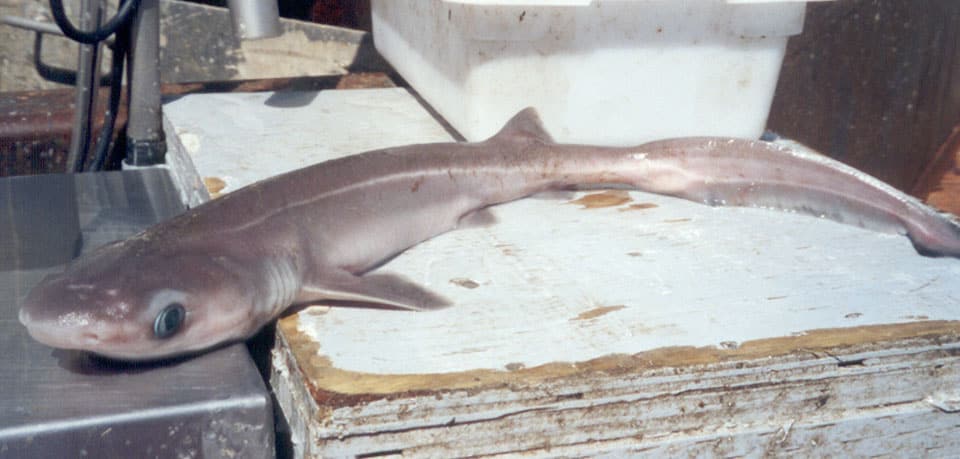 Shark, Sixgill