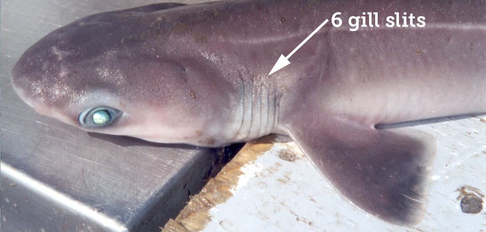 Shark, Sixgill