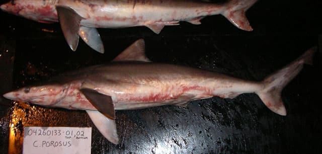 Shark, Smalltail