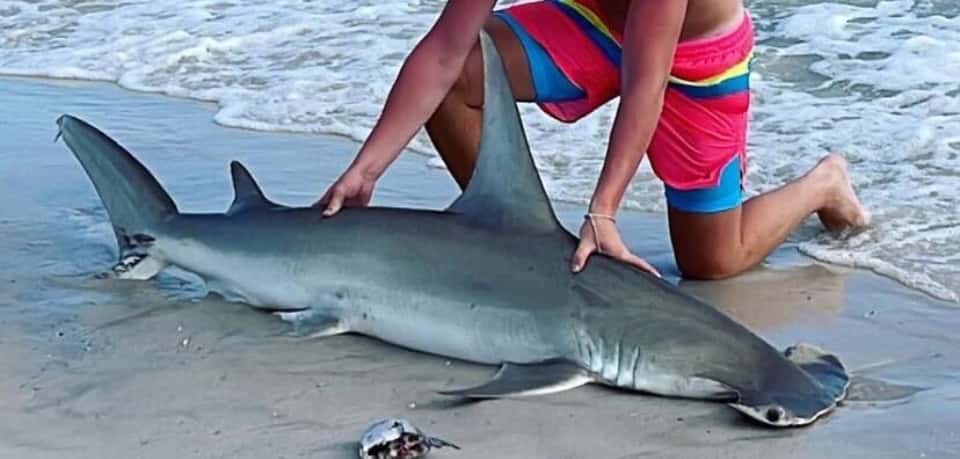 Shark, Smooth Hammerhead