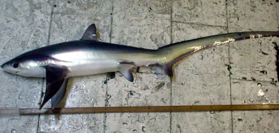 Shark, Pelagic Thresher