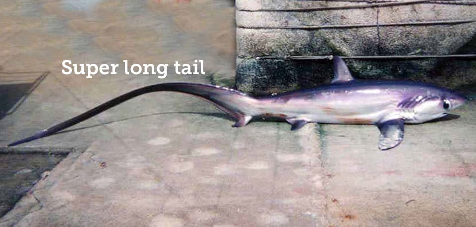 Shark, Pelagic Thresher