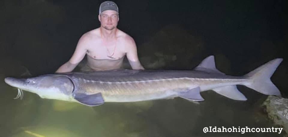 Sturgeon, White