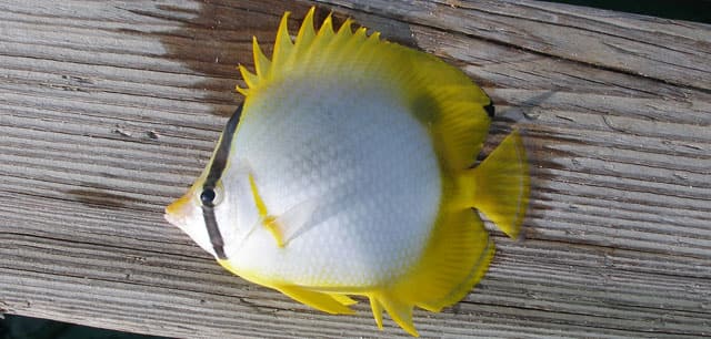 Marine Life Species 
