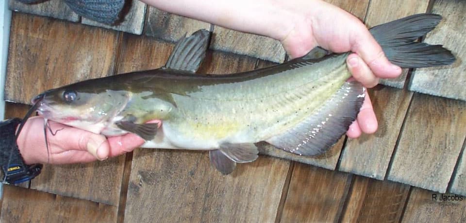 What hook size should I use for catfish? : r/catfishing