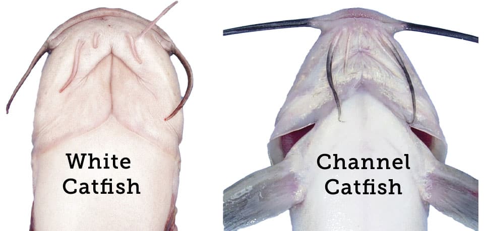 Fish Rules - Catfish, Channel in Alabama State Waters