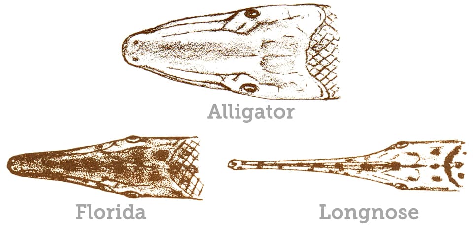 Gar, Alligator