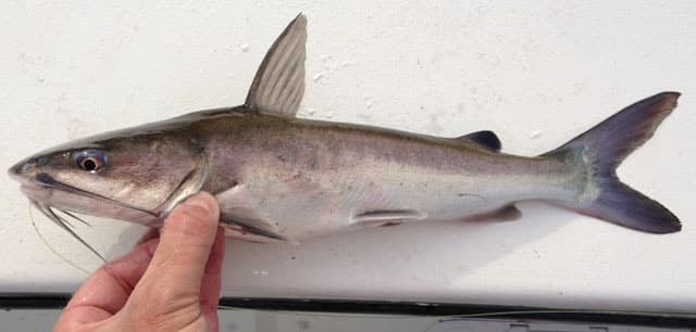 Fish Rules Catfish Hardhead In Fl State Waters
