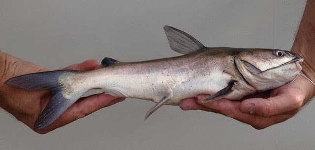 Fish Rules Catfish Hardhead In Texas State Waters