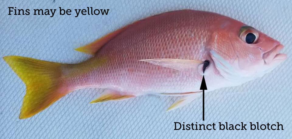 Snapper, Blackfin