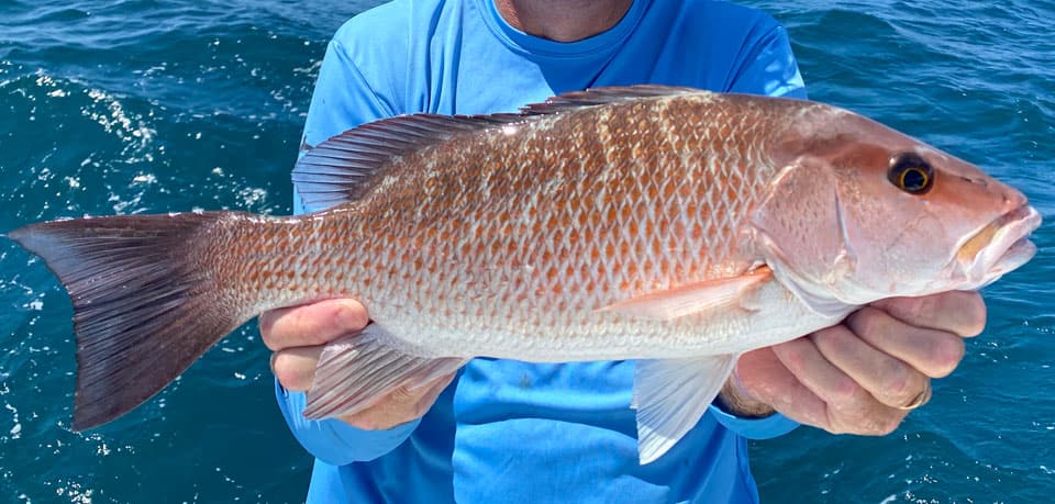 Fish Rules - Snapper, Gray (Mangrove) in FL Atlantic State Waters
