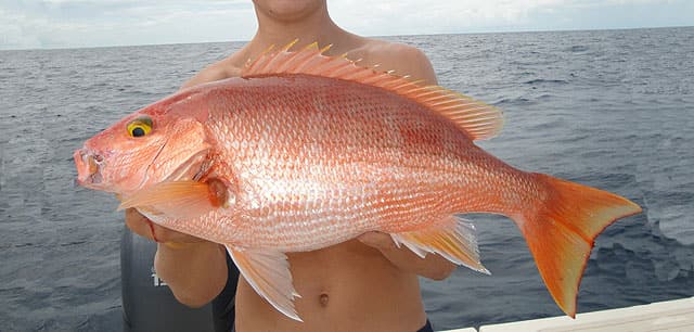 Snapper, Silk