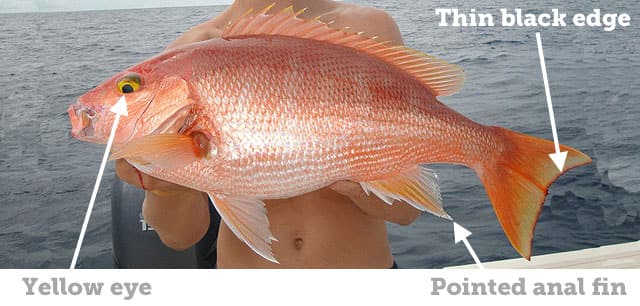 Snapper, Silk