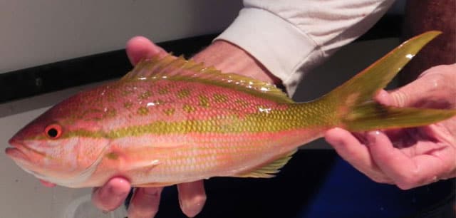 Fish Rules - Snapper, Yellowtail in Mississippi State Waters